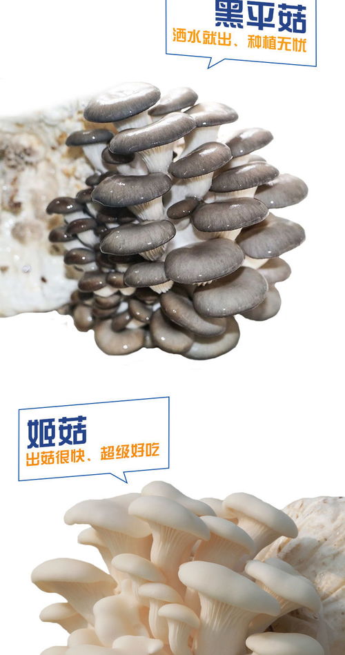 家庭蘑菇菌包食用菌室内蘑菇种植菌棒姬菇菌种菌菇包